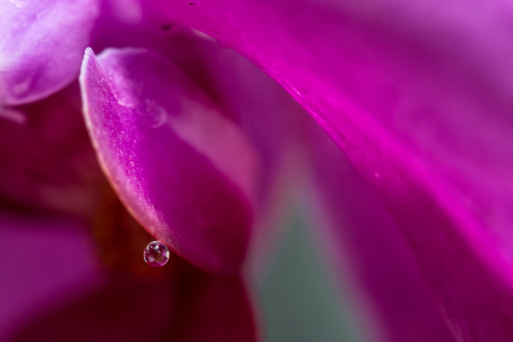 Water Drop Study – Macro of a water droplet hanging onto the edge of a flower petal