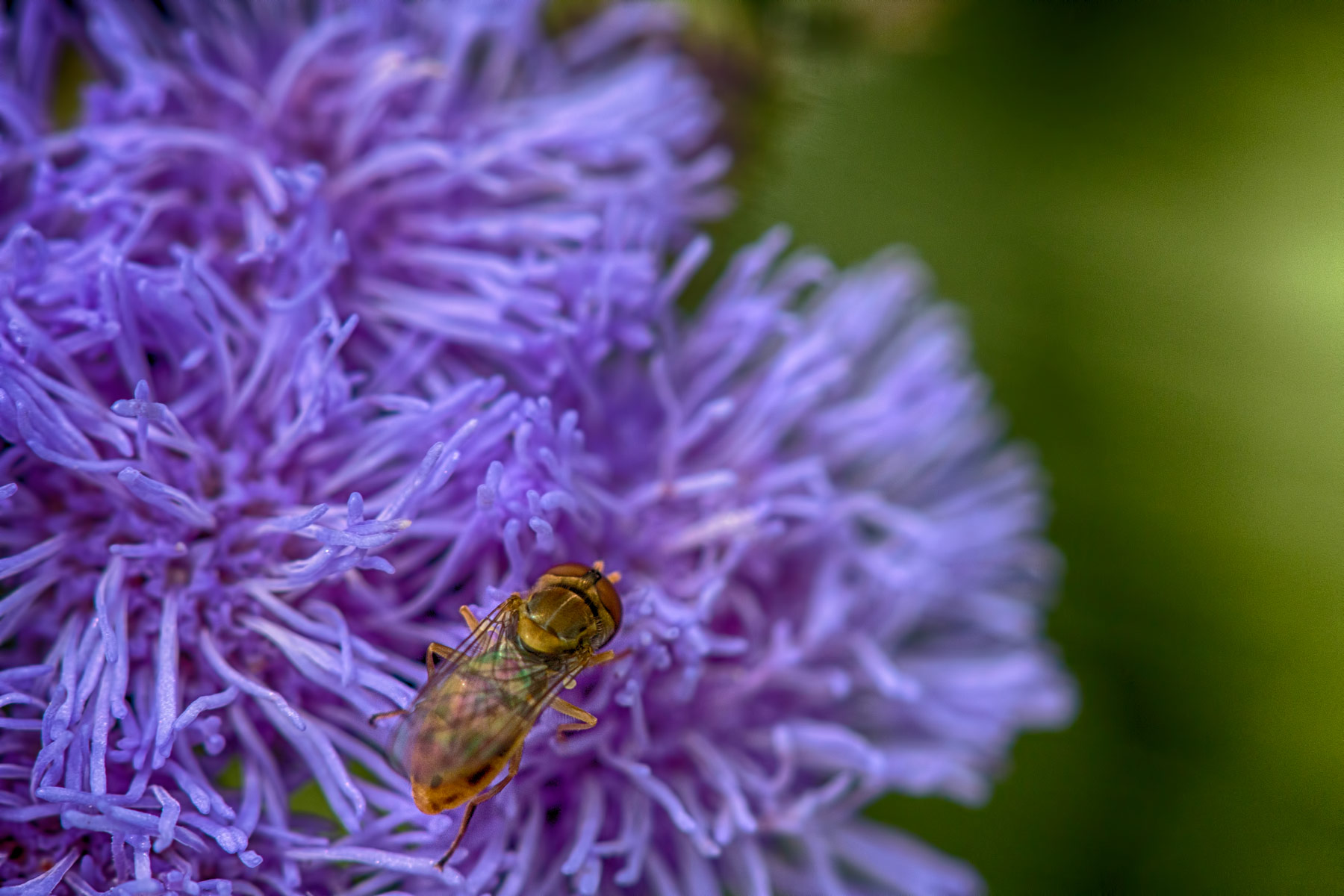 Walking on the maze – Handheld macro with a 100mm lens, chasing iridescent wings in golden light.