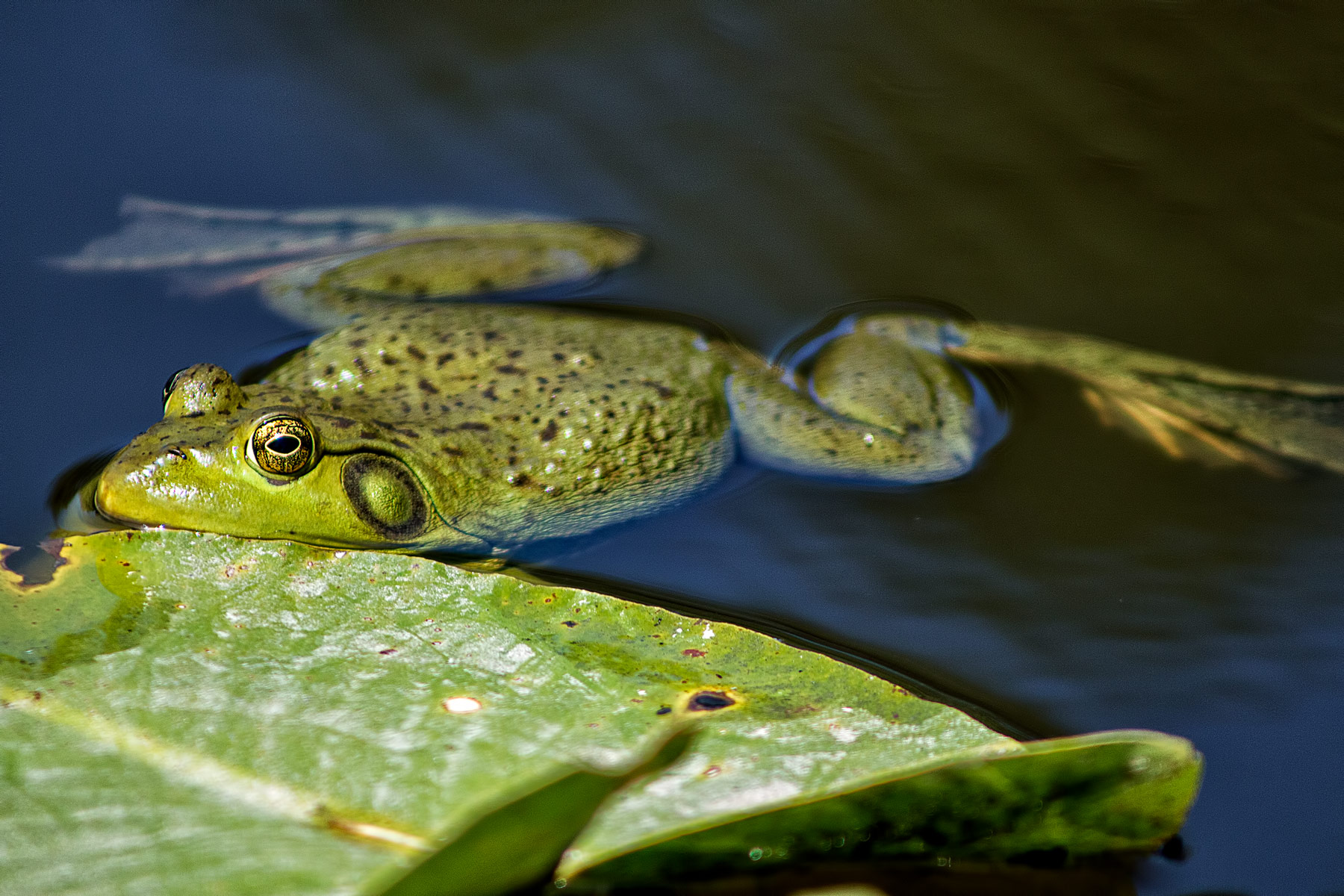 A dip in the pond – The frog stayed motionless in the pond, and at first I didn't notice it.