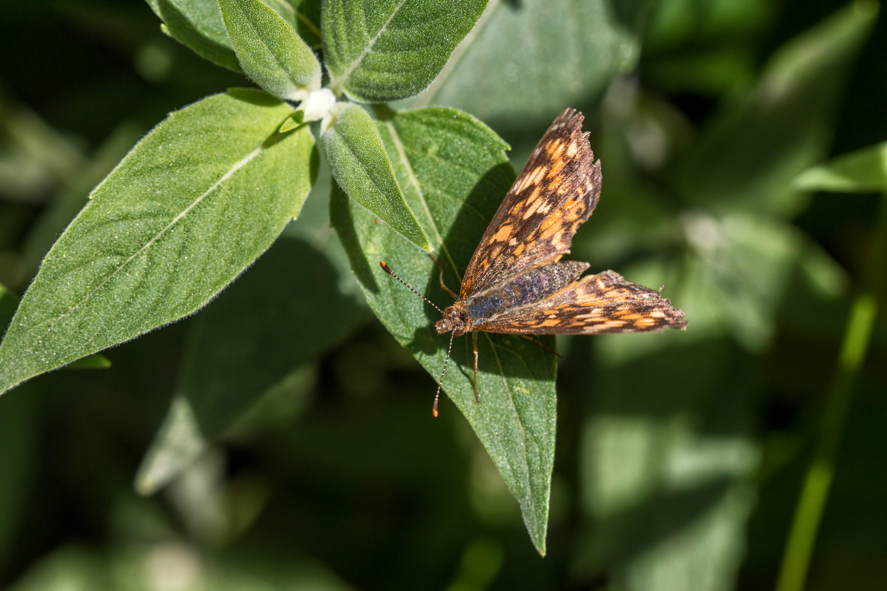 Painted Lady – Butterfly taking in the afternoon sun.