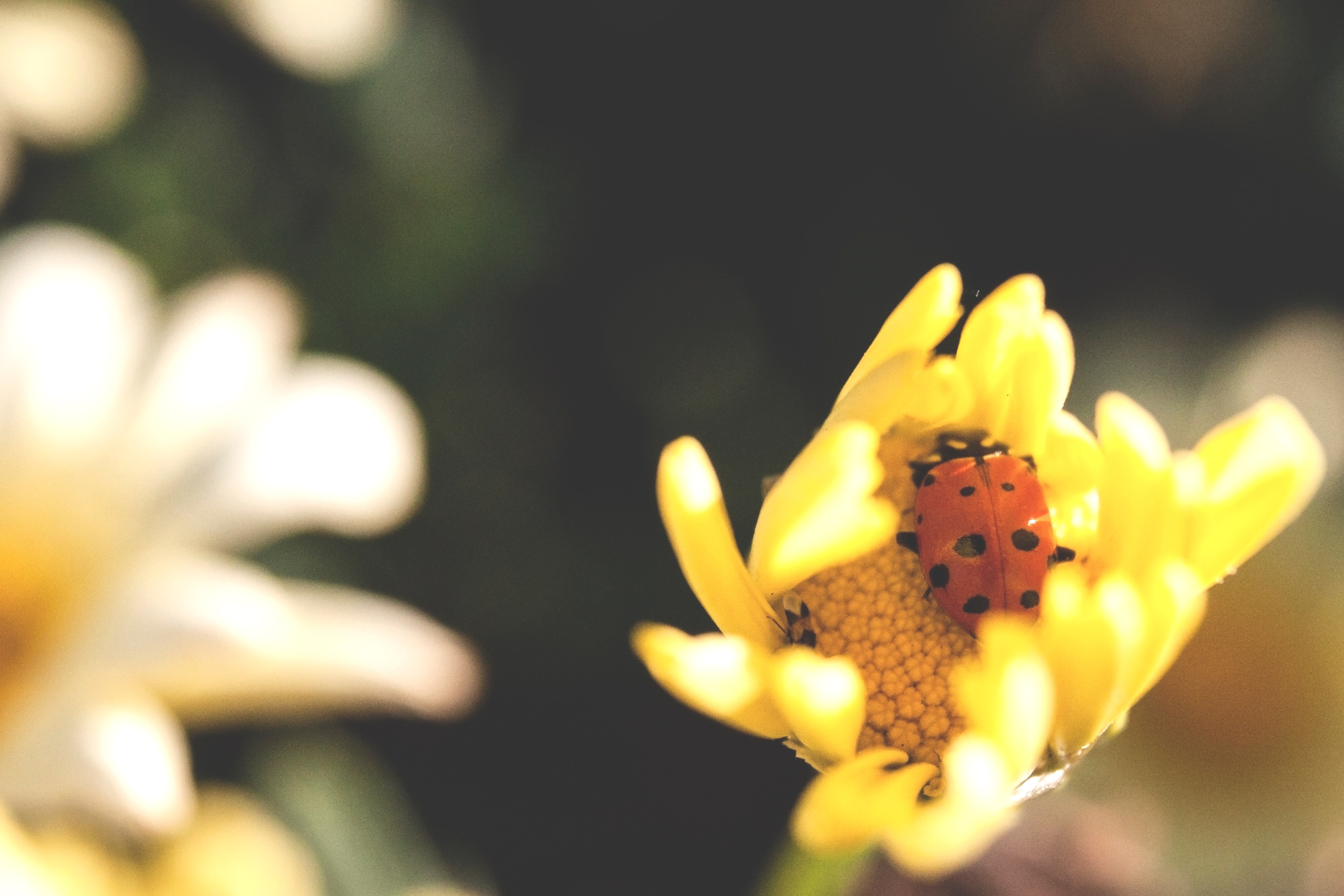 Enclosure – A ladybug taking a much needed break inside a blooming flower.