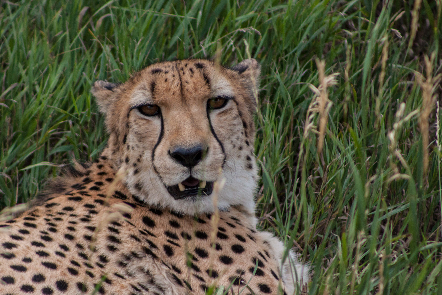 Nap in the grass – Being lazy in the tall grass at the Denver Zoo.