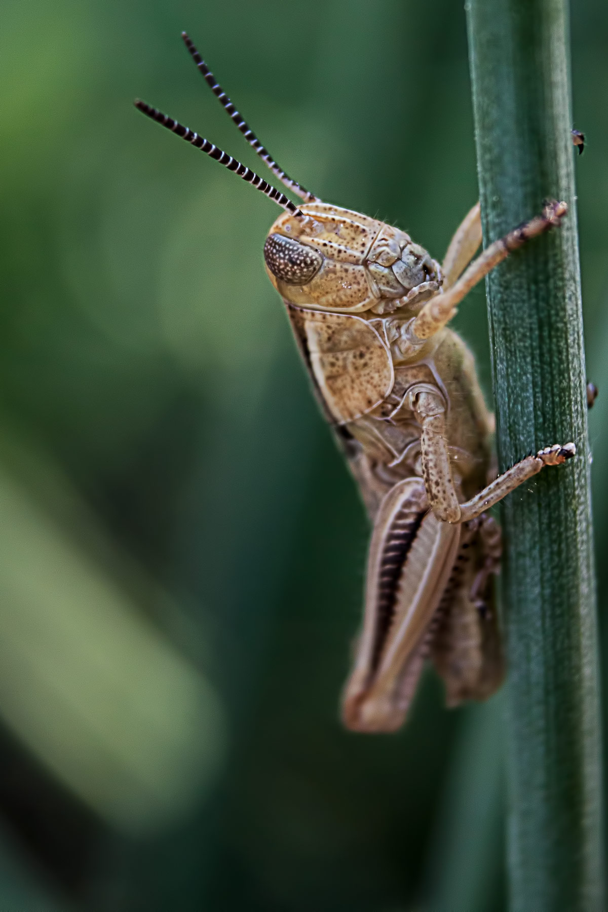 Hopper on the stem – Grasshopper perched on the stem of a backyard plant.