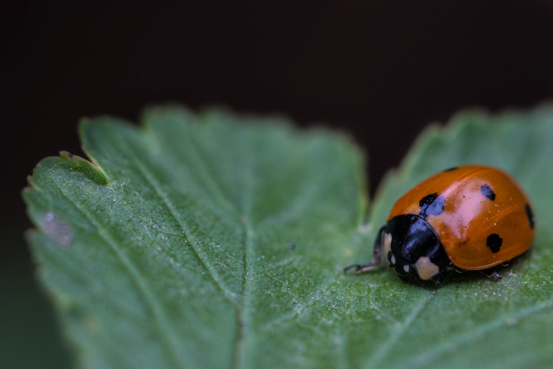 Explorer – A macro shot of a ladybug navigating the edge of a leaf.