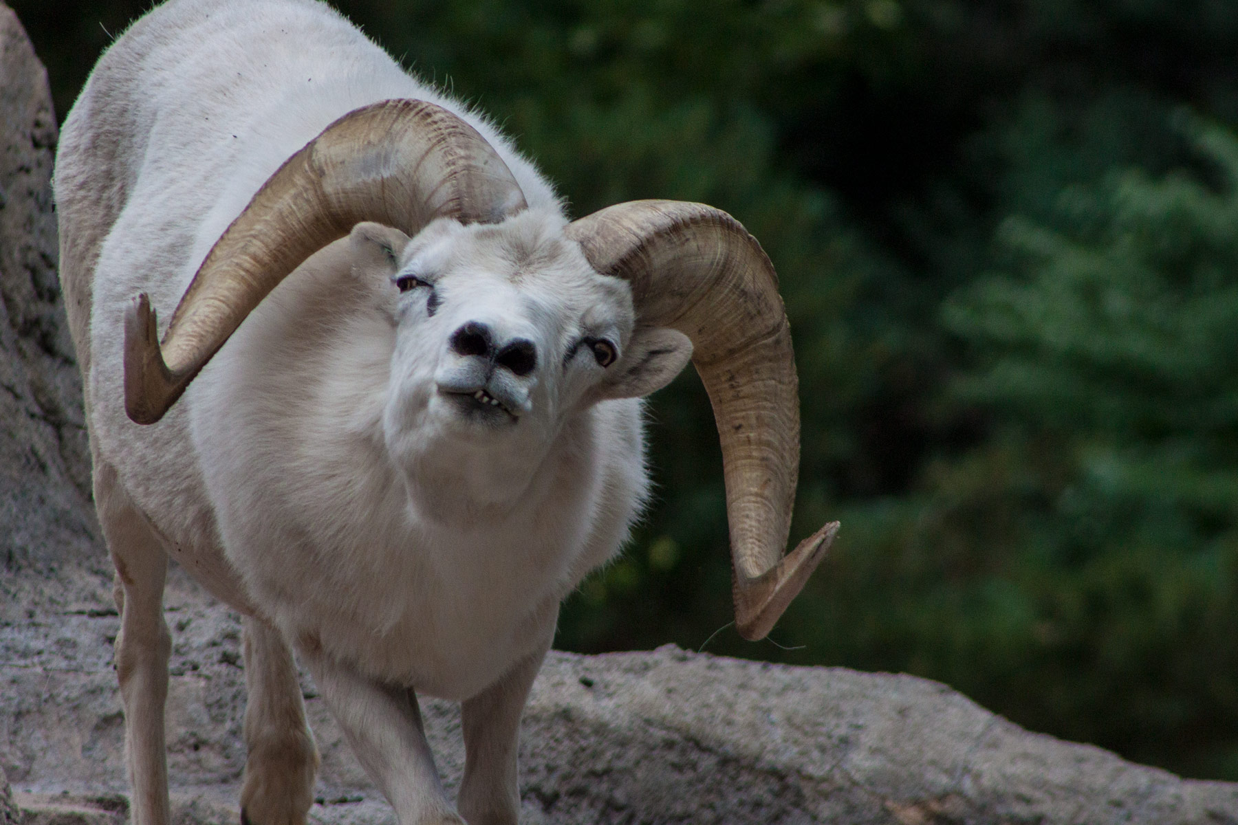 What are you looking at? – Ram posing at the Denver Zoo.